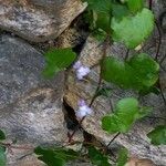 Cymbalaria muralis Hábitos