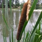 Typha latifolia Fleur