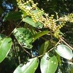 Copaifera langsdorffii Fruit