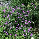 Geranium sylvaticum Plante entière