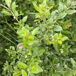 Lycium chinense Flower