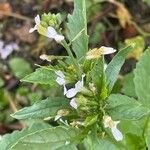 Raphanus raphanistrum Flower