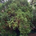 Cephalotaxus fortunei Habit