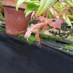 Columnea schiedeana Λουλούδι