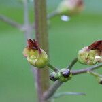 Scrophularia nodosa Květ