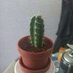 Pachycereus pecten-aboriginum Hoja