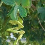 Pithecellobium dulce Fruit