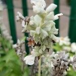 Salvia farinacea Kukka