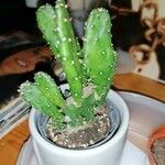 Opuntia monacantha 葉