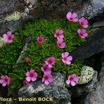 Androsace ciliata موطن