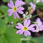 Primula malacoides Virág