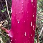 Phytolacca americana Bark