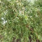 Salix babylonica 叶