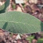 Buddleja officinalis Folha