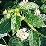 Lantana canescens Ostatní