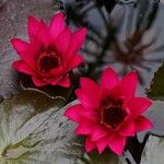 Nymphaea rubra Flor