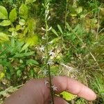 Lobelia spicata Flor