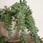 Sedum burrito Feuille