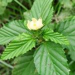 Malvastrum coromandelianum Leaf