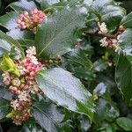 Ilex meserveae Folha