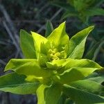 Euphorbia hyberna Цвят