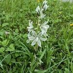 Ornithogalum nutansFlower