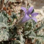 Campanula topaliana Flower