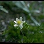 Anemone multifida Flower