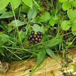 Aralia nudicaulis Φρούτο