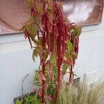 Amaranthus caudatus ശീലം