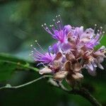 Leonardoxa africana Flower