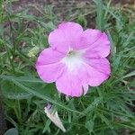 Cycnium tubulosum Flower