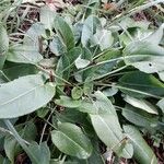 Rumex acetosa Leaf