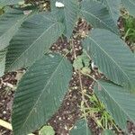 Carpinus cordata Leaf