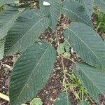 Carpinus cordata Hoja