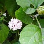 Clerodendrum chinense Kwiat