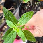 Ruellia humilis Leaf