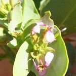 Schouwia purpurea Çiçek
