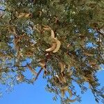 Vachellia erioloba Hedelmä