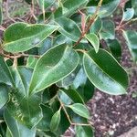 Ligustrum japonicum Leaf
