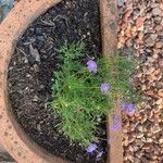 Brachyscome iberidifolia Flower