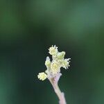 Flacourtia indica Blüte