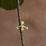 Pleiocarpa pycnantha Flower