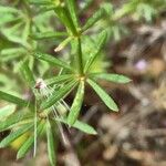 Galium taygeteum