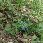 Scutellaria ovata Flower