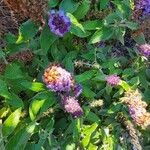 Buddleja davidiiBlatt