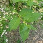 Weigela praecox Blatt