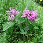 Stachys macrantha Hábito