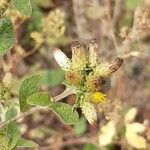 Pentanema squarrosum Flower