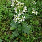 Cardamine amaraFlower